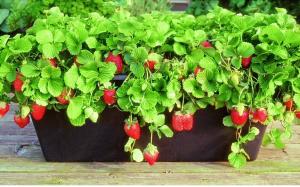 Celoroční čerstvé jahody: jak pěstovat jahody doma