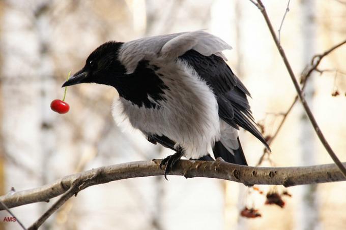 Vrány a straky jsou velmi podobné jíst bobule. Ilustrace k článku převzaté z internetu