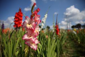 Gladiolus květiny šipka propuštěn - je čas na krmení