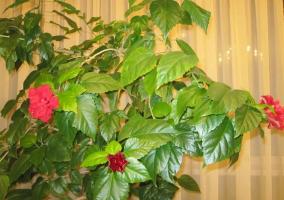 Čínská růže (Hibiscus) neměl kvést, nebo dát jen pár pupeny. Když ji prostě pomoct!