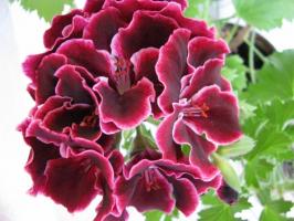 Royal Pelargonium: pravidla pěstování a péče