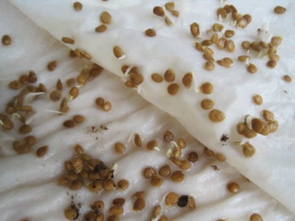 Podívejte se tedy mrkev semen po ošetření. Fotografie z tsvetydoma.ru