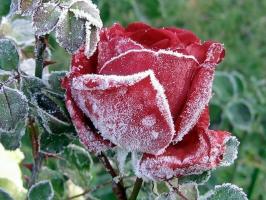 Připravte se na zimu růže: jak náladě, co a co skrývat, jak trim. Jak barva ovlivňuje mráz