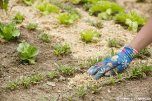 Co může nahradit zelené hnojení na lůžko