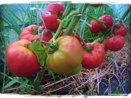 5 nejlepších odrůd rajčat pro skleníku a otevřeném poli