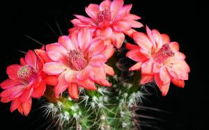 Nejčastějším důvodem proč kaktusy není květu a co dělat, aby elegantně rozkvetl