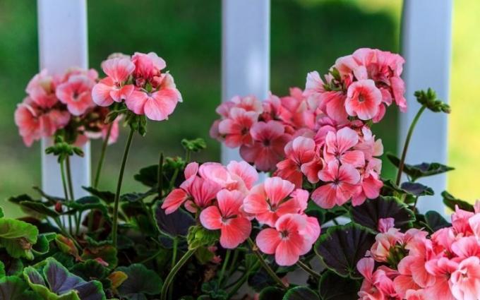 Hlavní výhodou domácí muškáty - nádherný květ na nenáročné! (Geraniumguide.com)