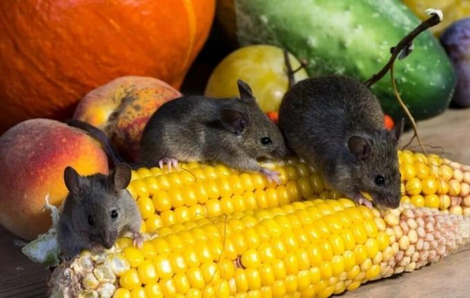 Myši jíst úrodu. Foto zdroj: botanichka.ru