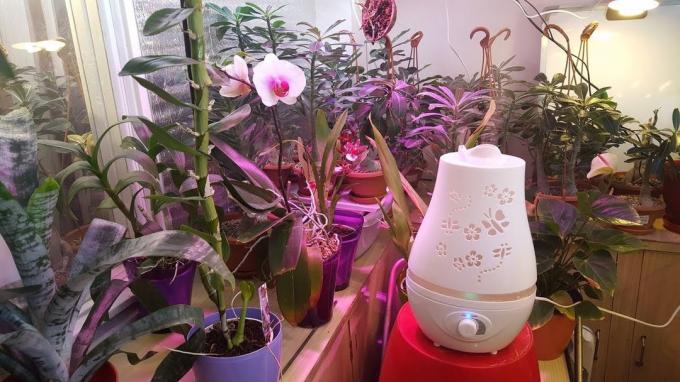 zvlhčovač vzduchu je užitečné pro všechny tropické květiny