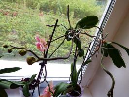 „Kvetly I, rozkvetla, a najednou zmizel.“ Proč Phalaenopsis umírá v domě?