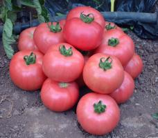 5 z nejsladších odrůd rajčat