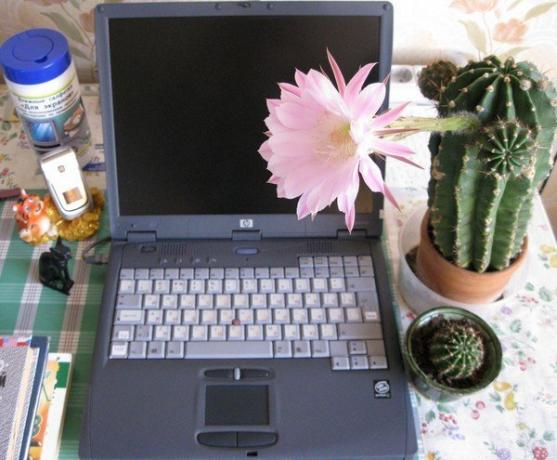 Cactus u počítače. Foto z internetu