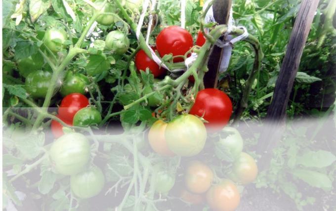 Rajčata ve skleníku (foto - internet)