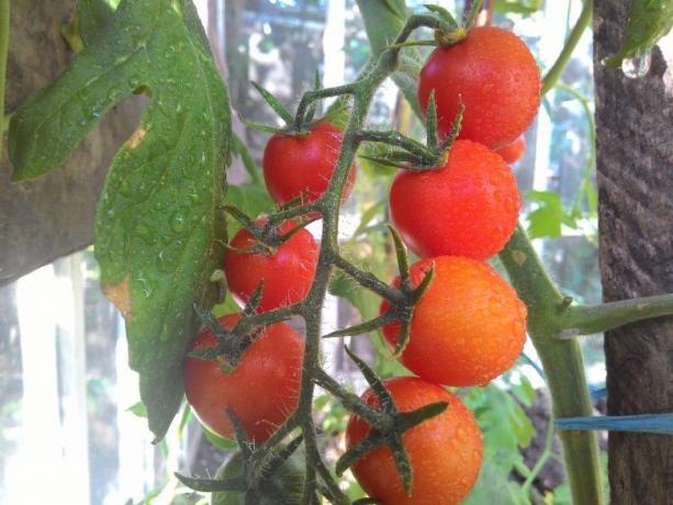 Zrání rajčata - pohled na bolavé oči! (Mojateplica.ru)