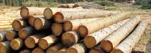 Volba dřeva: charakteristika různých plemen