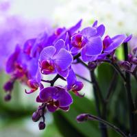Co je obyčejný v Phalaenopsis orchideje a Decembrists?