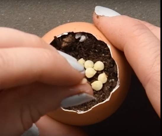Výsadba semen ve vejci