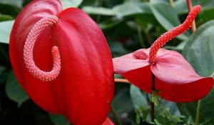 Scherzer Anthurium. Jak dosáhnout kontinuální kvetení