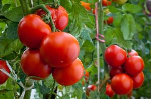 Co je nyní potřeba rajčat v zahradě