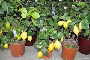 Jak pěstovat rodící citronu a mandarinky z kamene