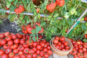 Spodní listy, tím vyšší je výtěžek rajčat (speciální režim hnojení a zavlažování)