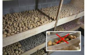 Chyby při skladování brambor. Jak skladovat brambory.
