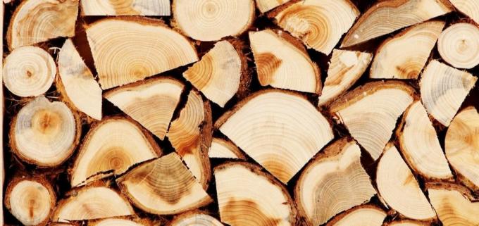 Lipové dřevo má léčivé vlastnosti