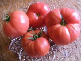 6 nenáročný poddimenzovaný rajče chovu Siberian
