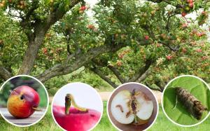 Účinné způsoby obaleče jablečného.