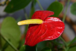 Flower Pánské štěstí, nebo Anthurium - krok za krokem, jak k sezení, tipy pro následné péče