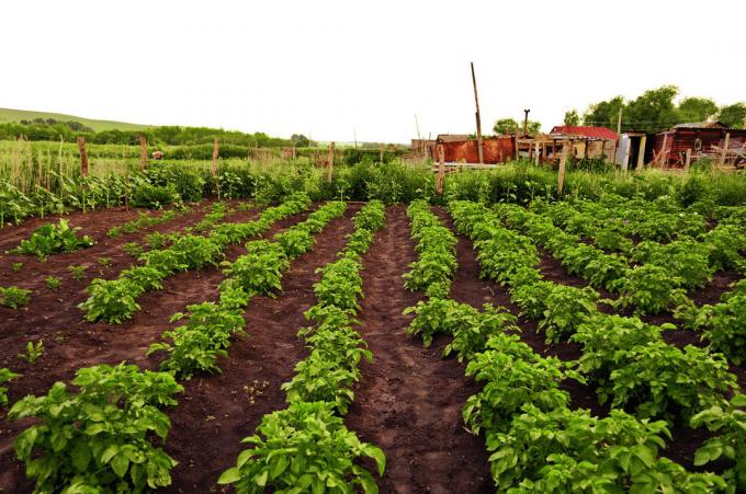 Na brambory Také pravidlo střídání plodin | Zahrádkářství a zahradnictví