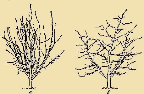 Jarní prořezávání je aktivně aplikovat na mladé stromky - upravenými vzrostlých stromů, které jsou předmětem tento postup každý rok, je třeba každý rok tam jsou méně (nehovoříme o anti-aging prořezávání).