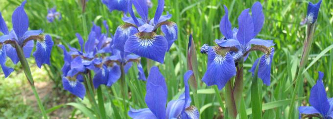 Iris Flower siluety nejasně připomínající složité orchidej