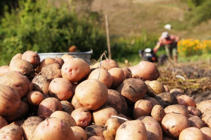 I kopat brambory obvykle lopatka, i když agronomové poradit pomocí vidličky