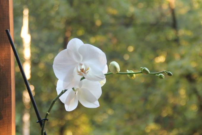 Můj bílý phalaenopsis toto léto kvetly poprvé po zakoupení. Zachovat článek na své stránky na sociální síti, aby nedošlo ke ztrátě a sdílet s přáteli!