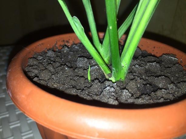 Můj malý Spathiphyllum začal růst v polovině listopadu