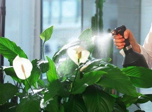 I postříká spathiphyllum každý večer blízko k západu (indoor.usadbaonline.ru)