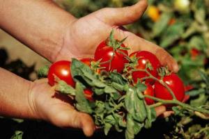 6 tajemství: rajčata jsou chutné, šťavnaté a velké