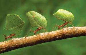 Munk proti mravencům - levný, ale efektivní