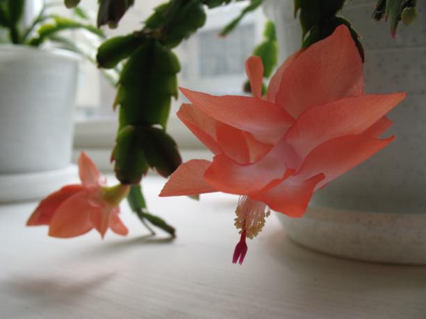 To je zajímavé: Dekabrist často zaměňována s rhipsalidopsis. Všimněte si květinu Schlumbergera on „navrstvený“. V rhipsalidopsis květ se skládá z jedné vrstvě