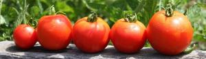 Výsadba rajčat na zimu? Ano! Early klíčení a sklizeň