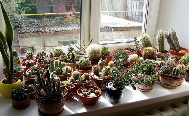 Sbírka kaktusů na jižní okno