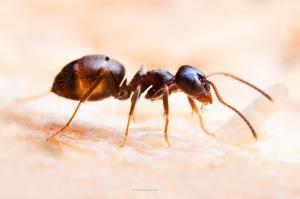 Od mravenci doručit krupice jen další složku