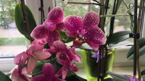 Tortured čekat kvetoucí orchideje? Několik tipů, jak získat nádherný závod