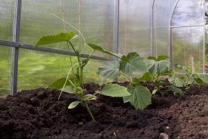 Kvasinky hnojení zvyšuje výtěžek a chuť: speciální metodu bez chemikálií