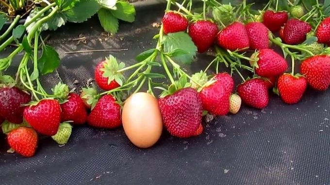 Klasické velké a sladké jahody (Foto z internetu)