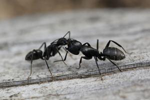 Jak se zbavit mravenců v zemi po dobu jednoho dne, navždy