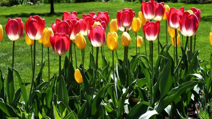 Tulip - jeden ze symbolů jarní zahradě! Foto: wallpaperscraft.ru