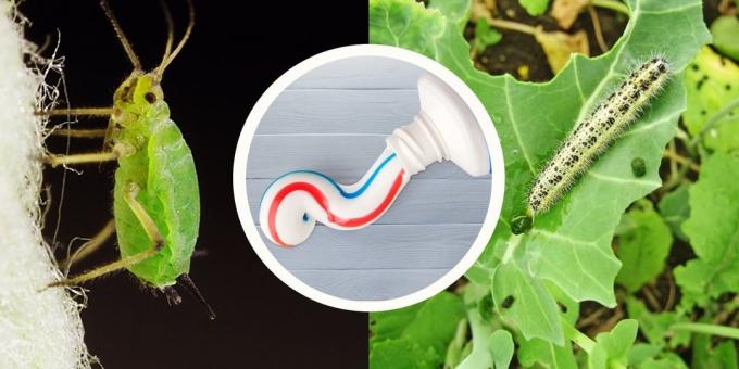 Zubní pasta vás zbavit zelí bílé motýl a mšice