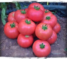 5 druhů velkých a masitých rajčat